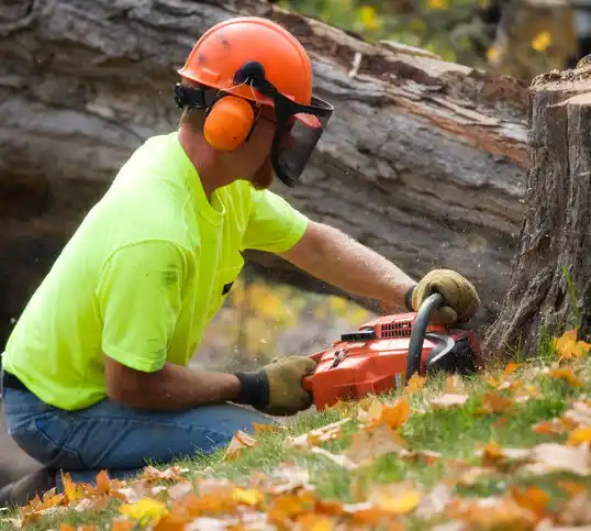 tree services Mountain Iron